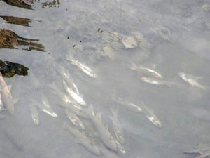 Gümüşhane'de balık ölümleri!