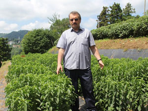 Rize’de stevia denemeleri başarılı oldu: Şeker otuna büyük ilgi
