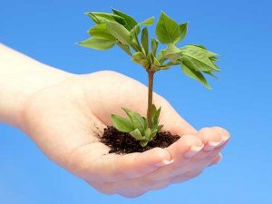 Her bina için 10 ağaç dikilecek