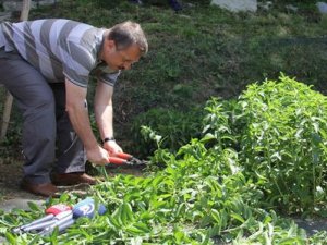 Rize'de "Asrın Bitkisi" üretildi!