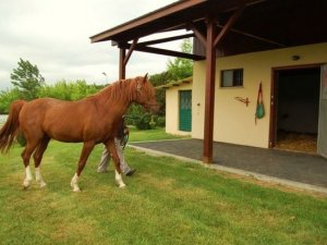 Milyonluk atlara ahır yok!