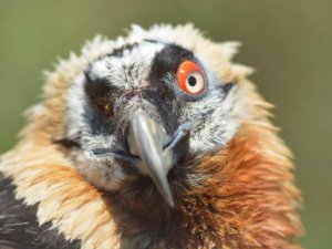 Tek gözü parçalanan sakallı akbaba tedavi altında