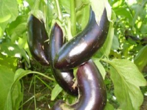 Patlıcan sapını sakın atmayın!