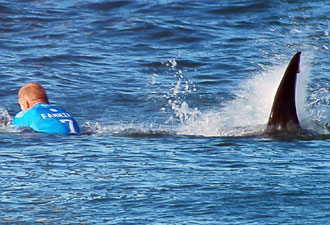 Şampiyon sörfçü köpekbalığı saldırısına uğradı