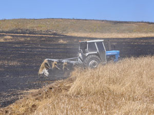 Bin dönümlük hububat alanı kül oldu!