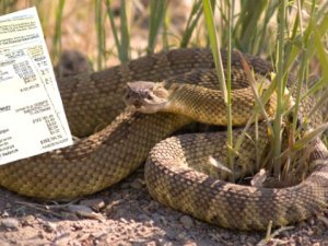 Yılan Tarafından Isırılan Adama Ağır Fatura