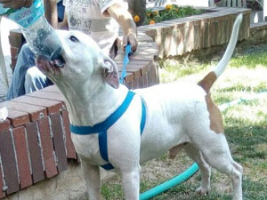 Pitbull dehşet saçtı: Küçük çocuk...