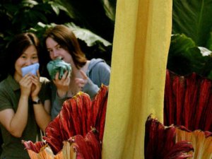 2 metrelik ceset çiçeği açtı!