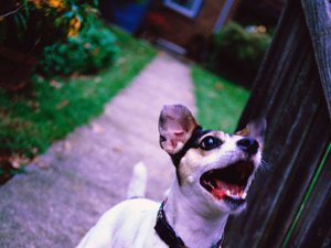 Köpeklerin havlaması yasaklandı