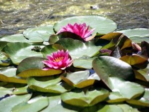 Nilüfer koparmanın cezası dudak uçuklattı