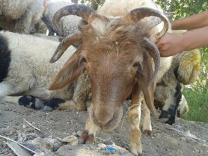 Bu koçun 5 boynuzu var !