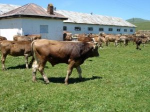 Kurban öncesi et fiyatları arttı