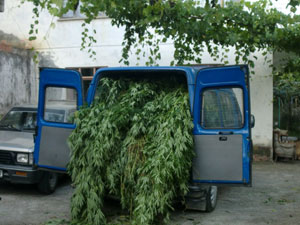 Ordu'da hint keneviri operasyonu!