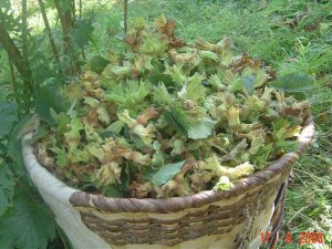 Fındık sepetleri pazara indi