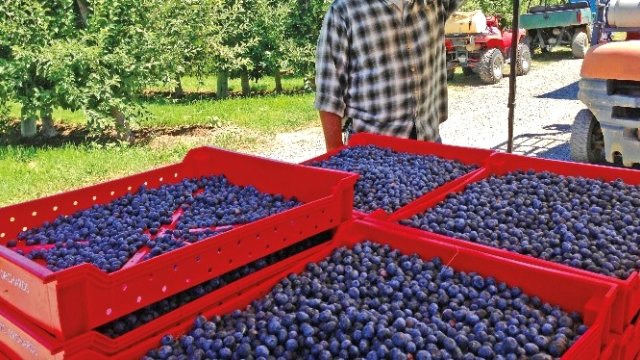 Trabzon çayı için eylem planı