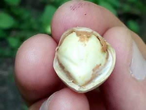 Fındıkta erken hasat uyarısı