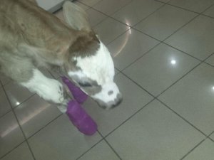 Zonguldak'ta buzağaya eklem ameliyatı