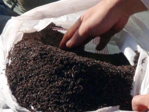 "Organik Çay Tarımı Projesi"