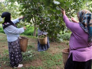 Fındık hasadı başladı