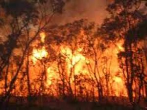 İzmirde orman yangını