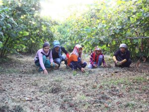 Salıpazarı'nda  fındık hasadına başlandı