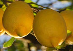 Trabzon'da etten sonra bakın ne uçtu!