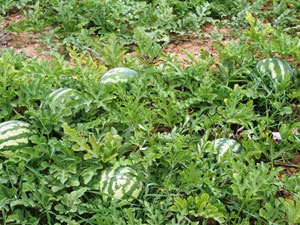 Adana'da 10 kuruş Trabzon'da 1,5 TL