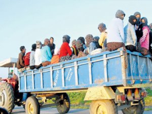 Ordu'ya gelen tarım işçilerinin sayısı 15 bini buldu