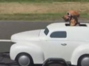 Sevimli köpeğin ilginç seyahati