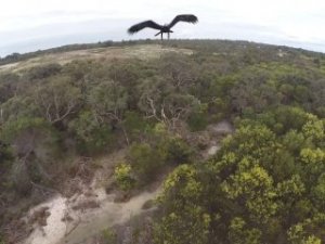 Kartal,kendi bölgesine giren drone'u avladı
