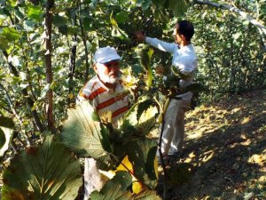 Fındık üreticisi 15 liranın üzerinde fiyat bekliyor