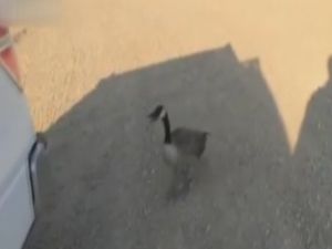 Kamyon şoförünün kaz ile sınavı