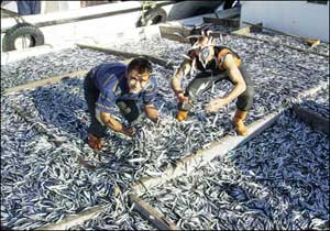 Karadeniz’de Hamsi Bereketi Başladı, Fiyatlar Düşüşte