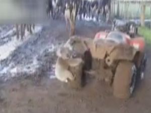 Sevimli koalanın ilginç tutkusu