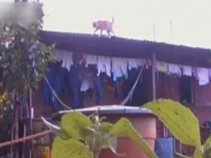 Zavallı kediye kötü şaka