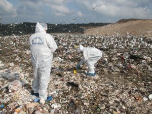 Çöp döküm sahasında ceset parçaları bulundu