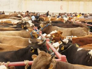 ’Vekalet yoluyla kurban’ kesmenin bedeli ne kadar?