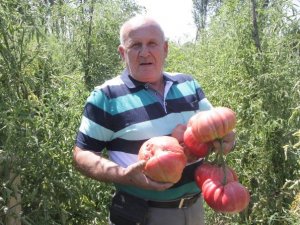 1,8 Kiloluk Organik Osmanlı Domatesi Yetiştirdi