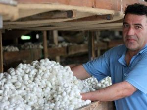 Böcek yetiştirerek 5 bin TL kazanıyorlar