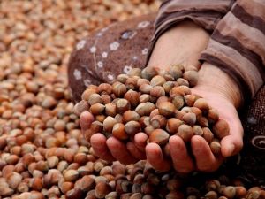 ’Fındığın gerçek fiyatı için Eylül ayını bekleyin’