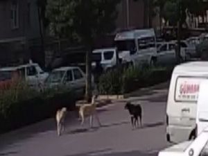 Köpek korkusu canlarından ediyordu