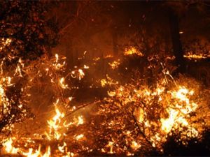 Adana’da orman yangını!