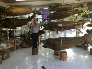 Mumya balıklar kışa hazır