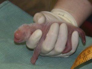 Annesinin emzirmediği yavru panda öldü