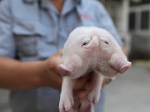 Çin'de iki başlı domuz bulundu