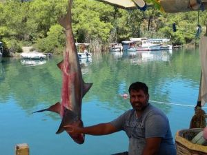 Oltaya köpek balığı takıldı