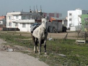 Atların korkulu rüyası yine suçüstü yakalandı