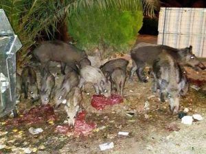 Aç kalan domuzlar sahile indi