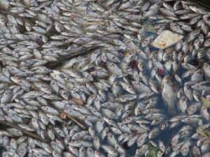 Binlerce balık telef oldu