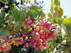 Antep fıstığında rekolte tahmini açıklandı